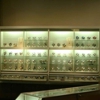 Fossil gallery