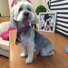 Vip Grooming Pet Saloon