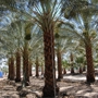 Desert Empire Palms