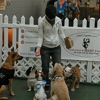Your Dog's Best Friend gallery