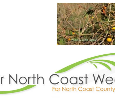 Far North Coast Weeds - Lismore, NSW