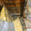 Accurate Mold Testing LLC - Mold Remediation