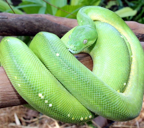 Reptile Territory - Howard Springs, NT. Green Tree Python