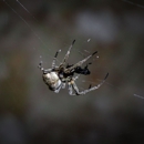 Superior Termite & Pest Control - Pest Control Equipment & Supplies
