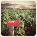 Harbor Cigars - Tobacco