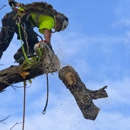 Absolute Tree Surgeons - Stump Removal & Grinding