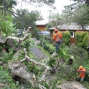 Artistry In Trees Inc - Arborists