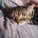Ark Pet Hospital - Veterinarians