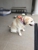 Stylish Dog Grooming - Dog & Cat Clipping & Grooming