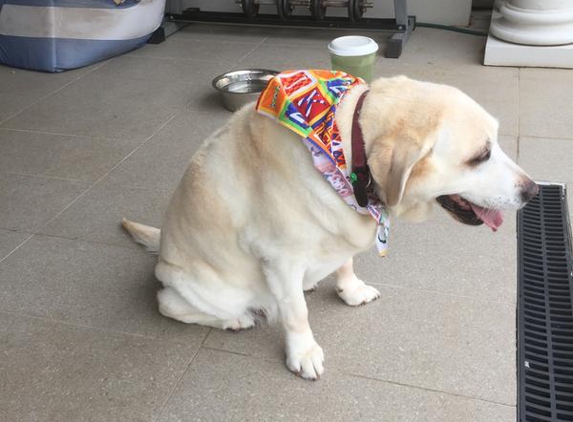 Stylish Dog Grooming - Aberfeldie, VIC