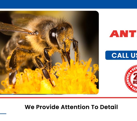 Antibug Pest Management - Castle Hill, NSW. We Provide Attention To Detail