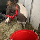 Pacific Airlift - Horse Breeders