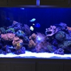 California Custom Aquariums gallery