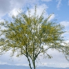 Palo Verde Cancer gallery