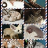 RexelzL 505x433x9562 "Finger Monkeys for sale" "" yorkies for sale" "iphones for sale" capuchins hedgehogs sugar gliders marsupials Sony PlayStation Michael Jordan retro cannabis canabis cameras julia gallery