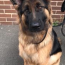 Central Coast: Off Leash K9 Training - Pet Training