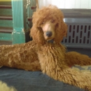 Texas Tea's Red Standard Poodles - Pet Breeders