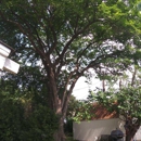 Express Tree Trimming - Tree Service