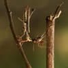 Magic City Pest Control gallery