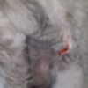 Tails A Waggin Groomin & Roomin gallery