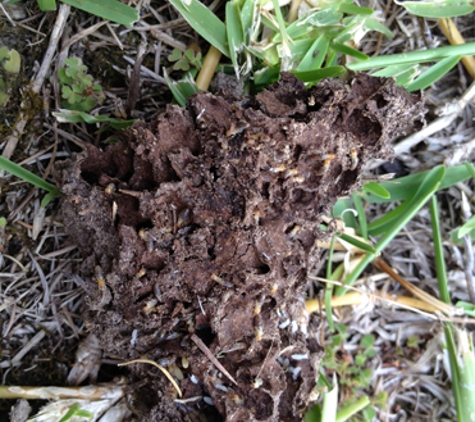 Amalgamated Pest Control - Arcadia, QLD
