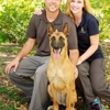 Dog Training Elite gallery