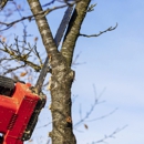 Richie's Tree Service - Tree Service