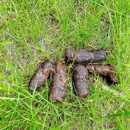 Sgt. Scoop's Poop Patrol