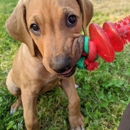 Your Pet Care Connection - Pet Sitting & Exercising Services