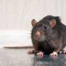 A All Borough Exterminating Co. Inc - Pest Control Equipment & Supplies