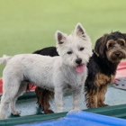 Bayside Pet Resort
