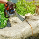 Timberland Tree Service - Tree Service