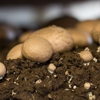 Monterey Mushrooms gallery