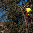 Miller Family Tree Care - Tree Service