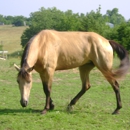 Cedar Springs Stables - Horse Training