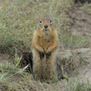 Oakridge Wildlife Control - Animal Removal Services
