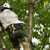 Quality Care Tree Service & Removal gallery
