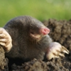 Economy Termite & Pest Control Inc gallery