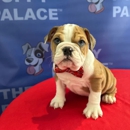 The Puppy Palace CT - Pet Stores