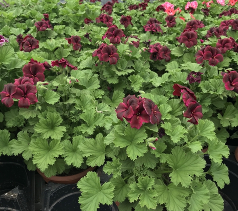 Heavenly Creations Greenhouse - Bolivar, MO. New color of geranium