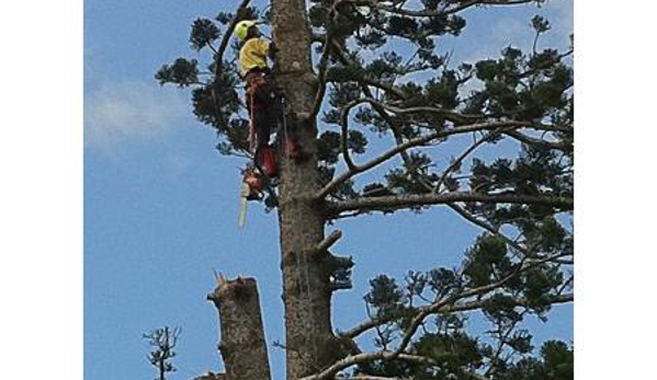 Arbpro Tree Specialists - Moonee Beach, NSW