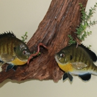 Final Chapter Taxidermy
