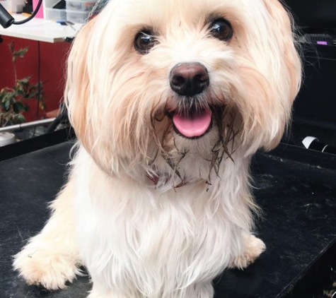 Superb Dog Grooming - Wheelers Hill, VIC