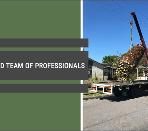 Central Coast Tree Removal - Kanwal, NSW. Experienced Team Of Professionals