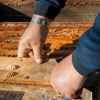 Midway Pest Control Services gallery