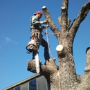 True Tree Masters - Tree Service