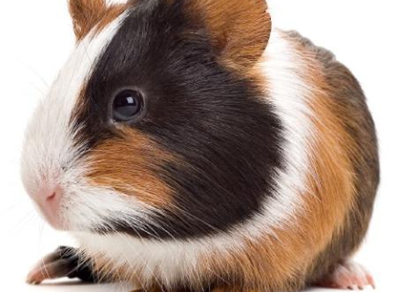 Pets Eternal Pet Memorial Services - Burleigh, QLD