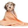 Faithful Companions Pet Grooming gallery