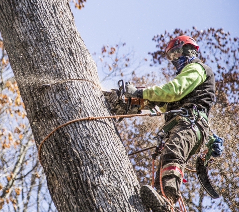 Pine Valley Tree Service - Gillette, NJ