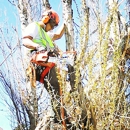 Gemi Tree - Tree Trimming and Removal - Arborists